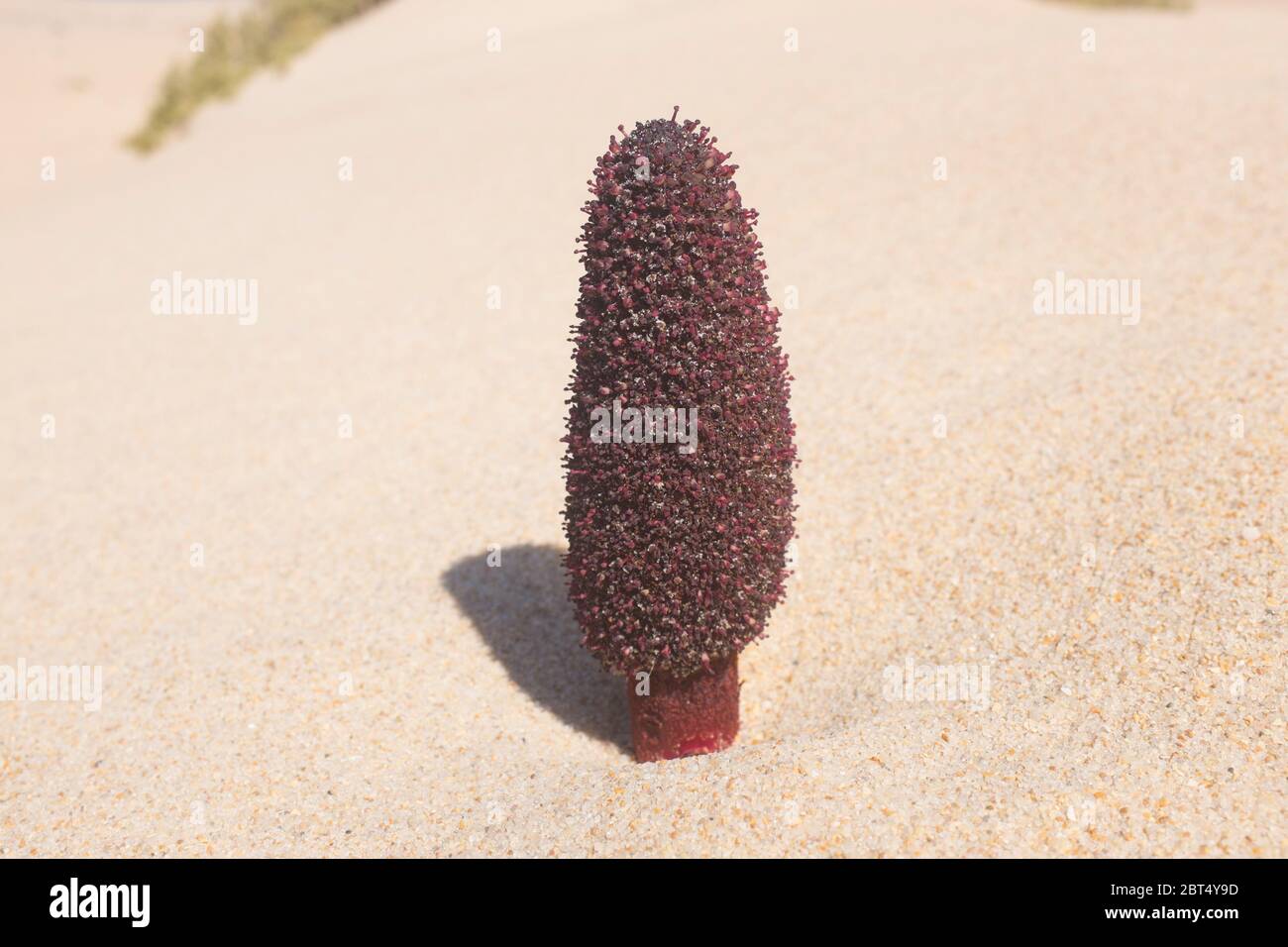 Maltese Fungus (Cynomorium coccineum) Growing in the Sand Stock Photo