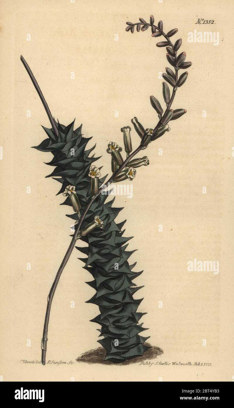 Astroloba foliolosa (Small leaved aloe, Aloe foliolosa). Handcoloured copperplate engraving by F. Sansom after an illustration by Sydenham Edwards from William Curtis' The Botanical Magazine, London, 1811. Stock Photo