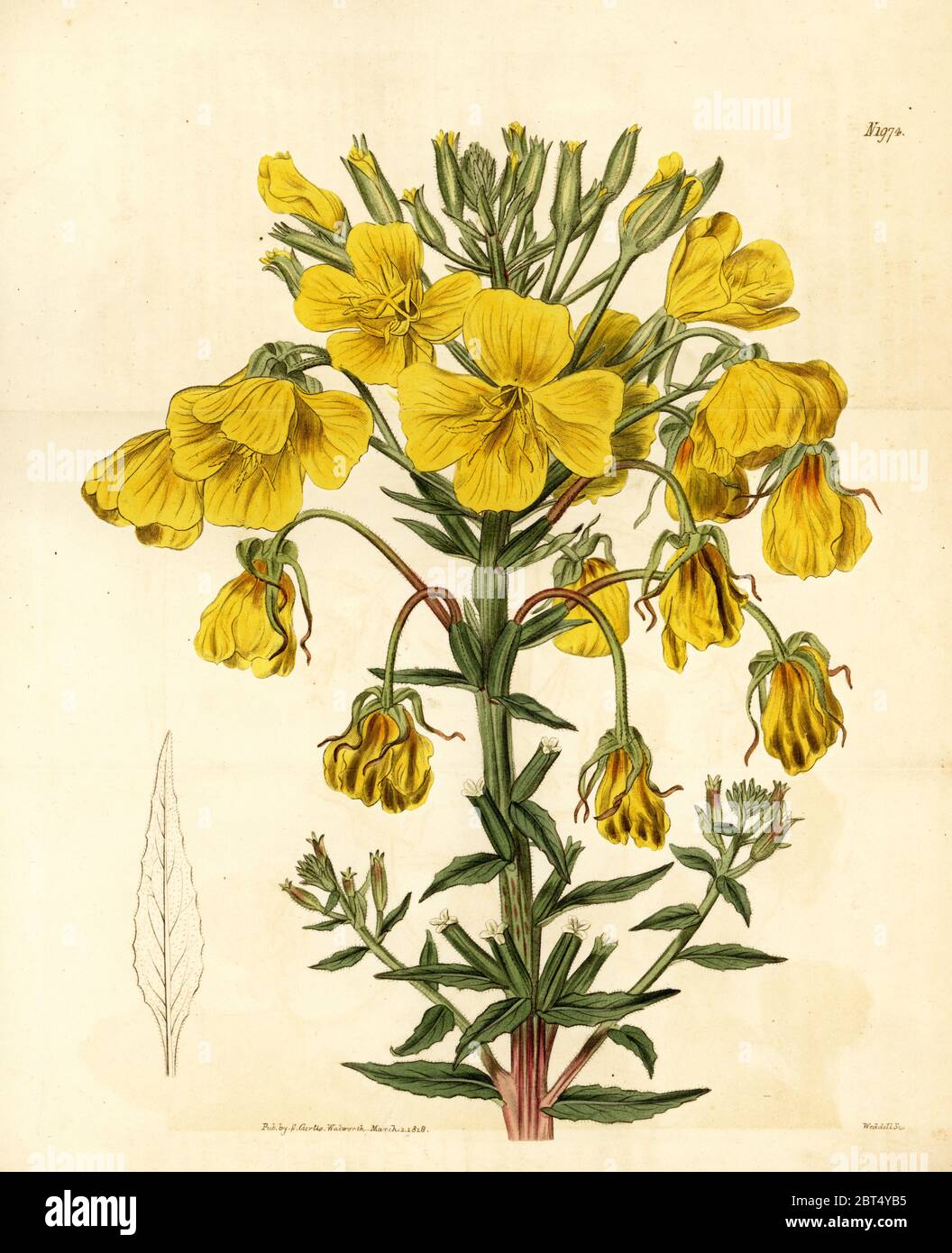 Evening primrose or suncup, Oenothera corymbosa. Handcoloured copperplate engraving by Weddell from Samuel Curtis' Botanical Magazine, London, 1818. Stock Photo