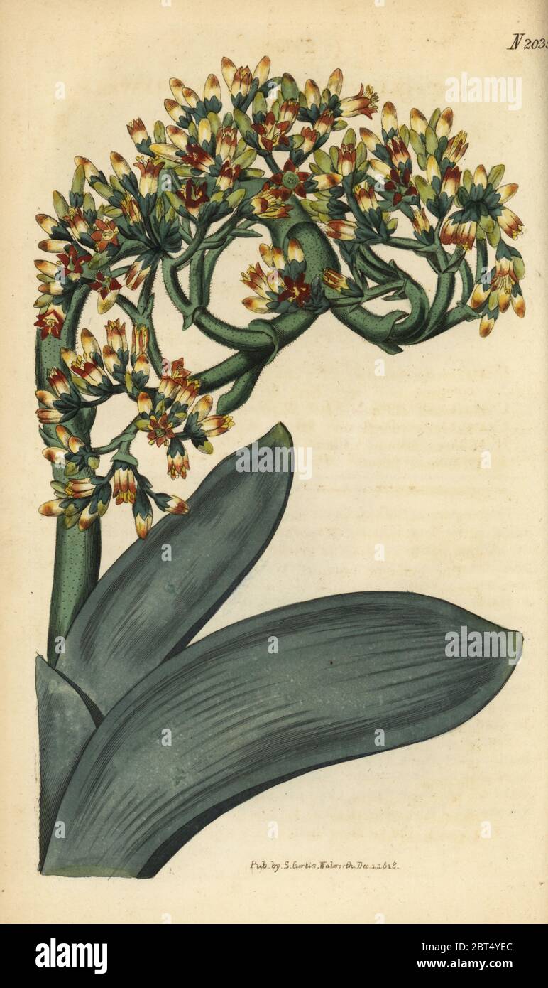 Crassula perfoliata (Crassula falcata). Handcoloured copperplate engraving from Samuel Curtis' Botanical Magazine, London, 1818. Stock Photo