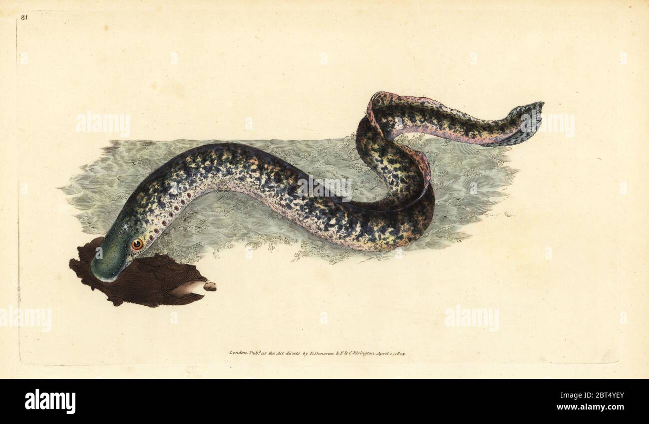 Sea lamprey, Petromyzon marinus (Marine or spotted lamprey). Handcoloured copperplate drawn and engraved by Edward Donovan from his Natural History of British Fishes, Donovan and F.C. and J. Rivington, London, 1802-1808. Stock Photo