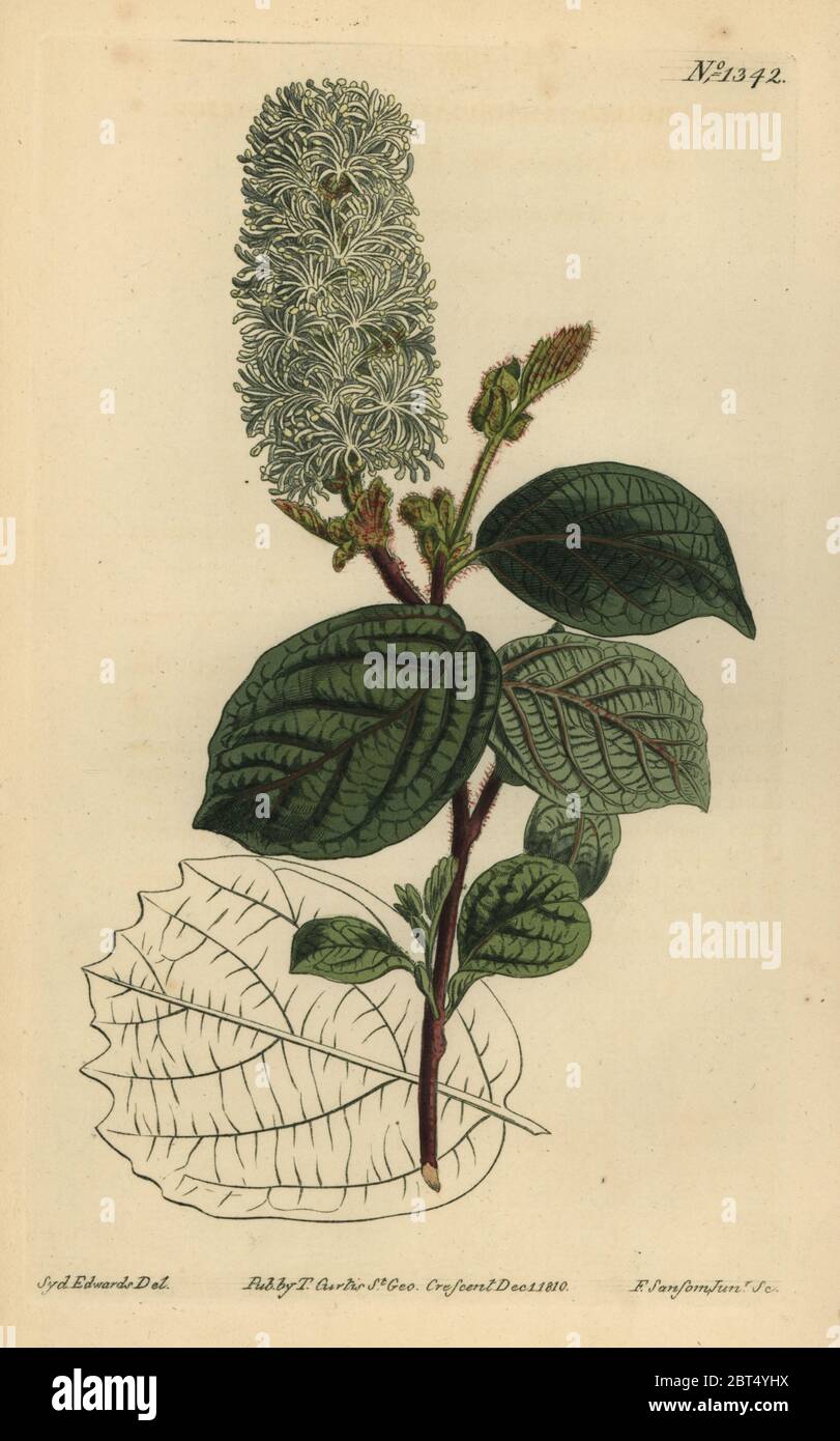 American wych hazel, Fothergilla gardenii (Broad-leaved fothergilla, Fothergilla alnifolia major). Handcoloured copperplate engraving by F. Sansom after an illustration by Sydenham Edwards from William Curtis' The Botanical Magazine, London, 1810. Stock Photo