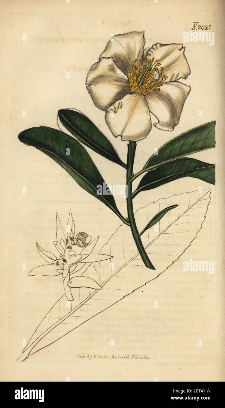 Fried-egg plant, Gordonia axillaris (Camellia axillaris). Handcoloured copperplate engraving from Samuel Curtis' Botanical Magazine, London, 1819. Stock Photo