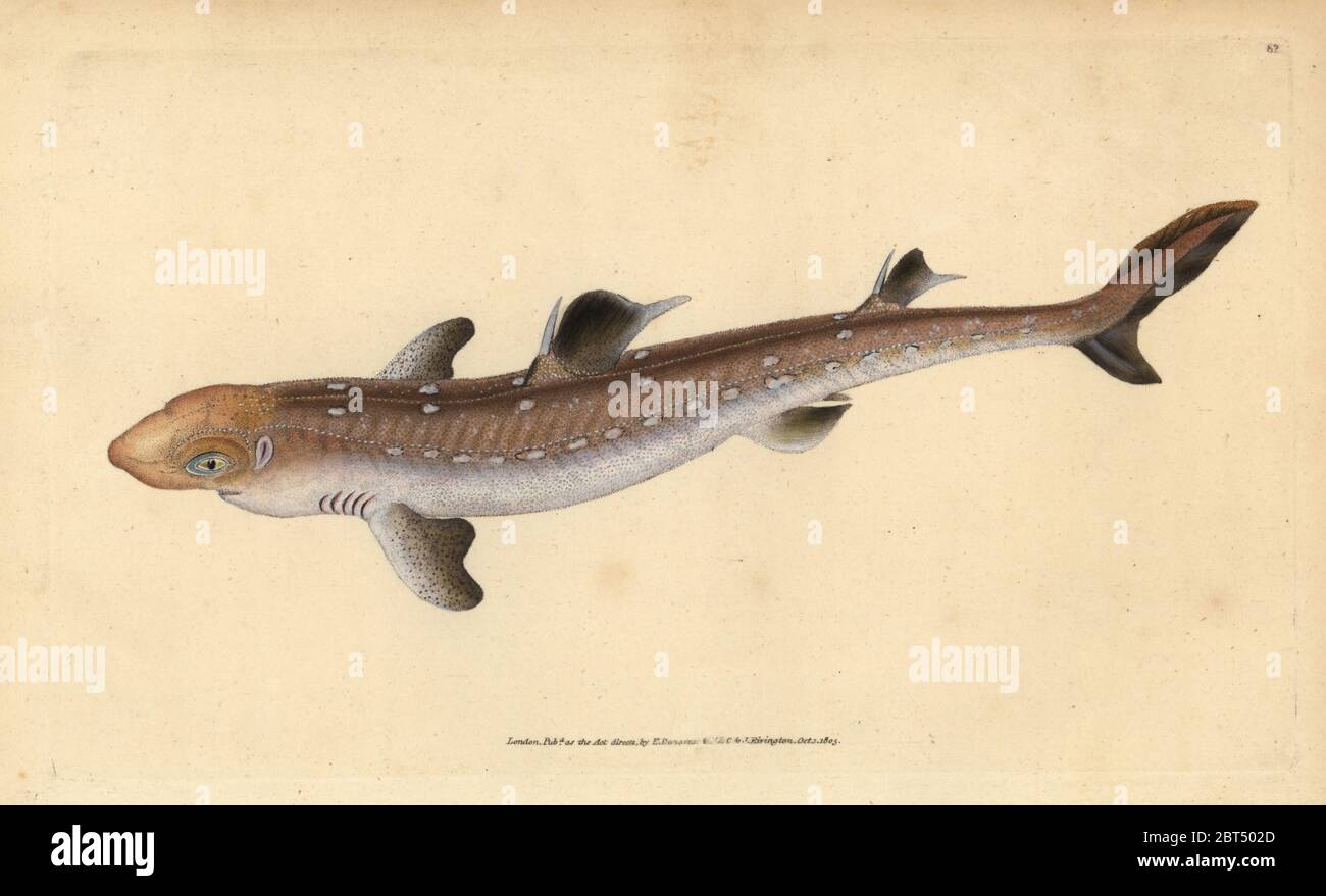 Spiny dogfish, Squalus acanthias (Picked shark or dog fish). Vulnerable. Handcoloured copperplate drawn and engraved by Edward Donovan from his Natural History of British Fishes, Donovan and F.C. and J. Rivington, London, 1802-1808. Stock Photo