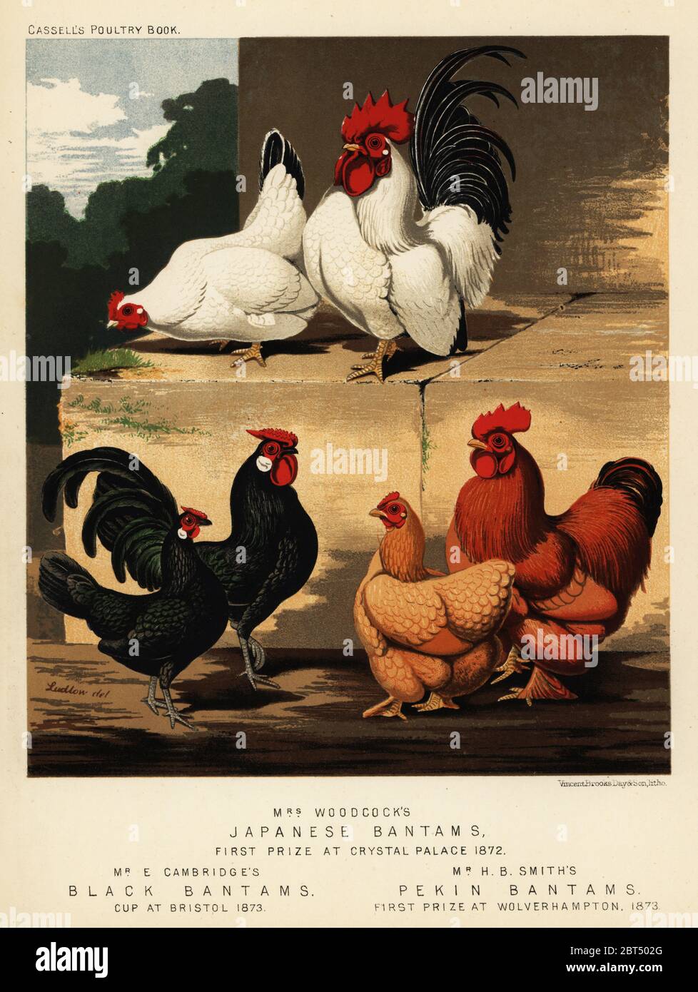 Japanese bantams, black bantams and Pekin bantams. Mrs. Woodcocks Japanese white bantams, first prize at Crystal Palace 1872. E. Cambridges black bantams, cup winner at Bristol 1873. H. B. Smiths Peking bantams, first prize at Wolverhampton 1873. Chromolithograph by Vincent Brooks Day & Son after an illustration by J.W. Ludlow from Lewis Wrights The Illustrated Book of Poultry, Cassell, London, 1890. Stock Photo