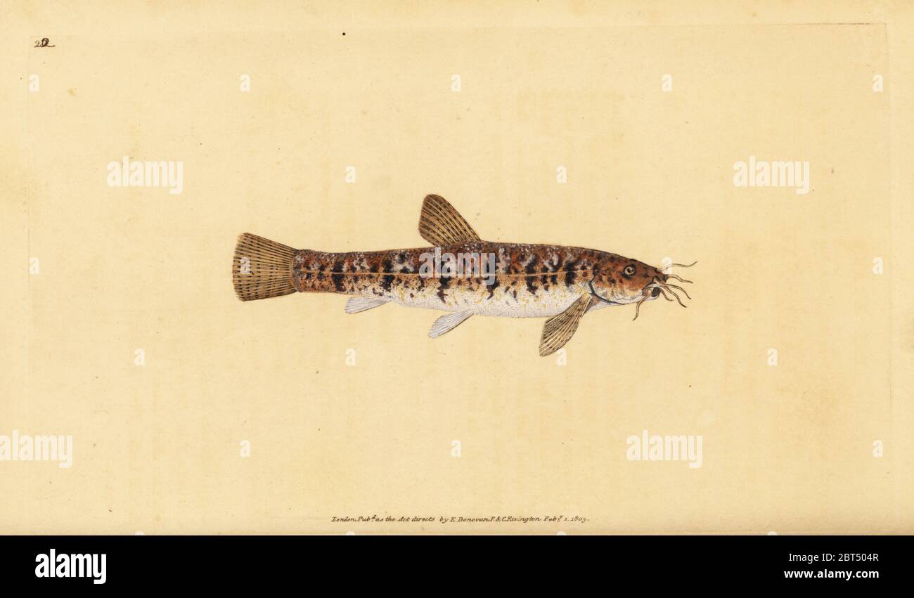 Stone loach, Barbatula barbatula (Bearded loche, Cobitis barbatula). Handcoloured copperplate drawn and engraved by Edward Donovan from his Natural History of British Fishes, Donovan and F.C. and J. Rivington, London, 1802-1808. Stock Photo