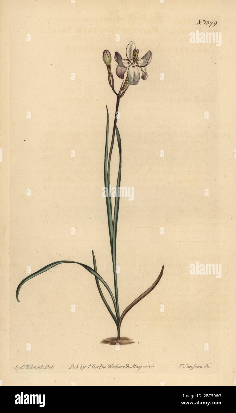 Painted flowered ixia, Ixia fucata. Handcoloured copperplate engraving by F. Sansom after an illustration by Sydenham Edwards from William Curtis' The Botanical Magazine, London, 1811. Stock Photo