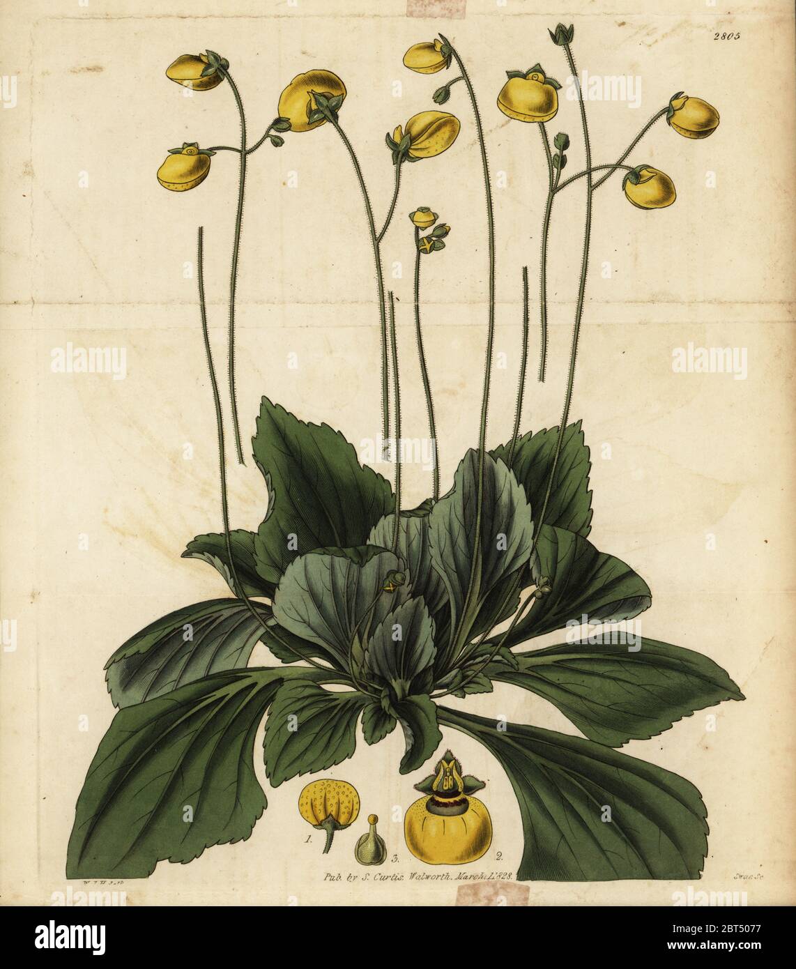 Slipperwort, Calceolaria biflora (Plaintain-leaved slipperwort, Calceolaria plantaginea). Handcoloured copperplate engraving by Swan after an illustration by William Jackson Hooker from Samuel Curtis' Botanical Magazine, London, 1828. Stock Photo