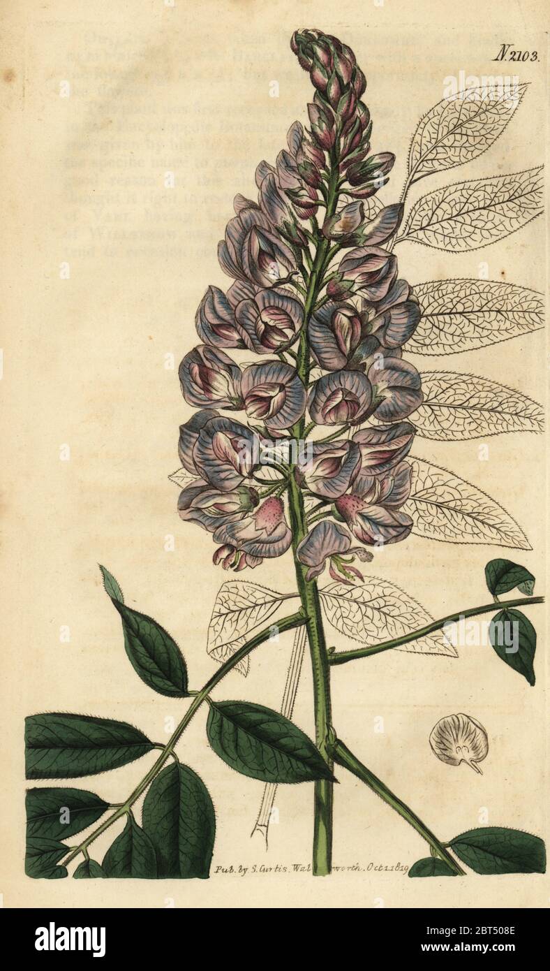 American wisteria, Wisteria frutescens (Glycine frutescens). Handcoloured copperplate engraving from Samuel Curtis' Botanical Magazine, London, 1819. Stock Photo