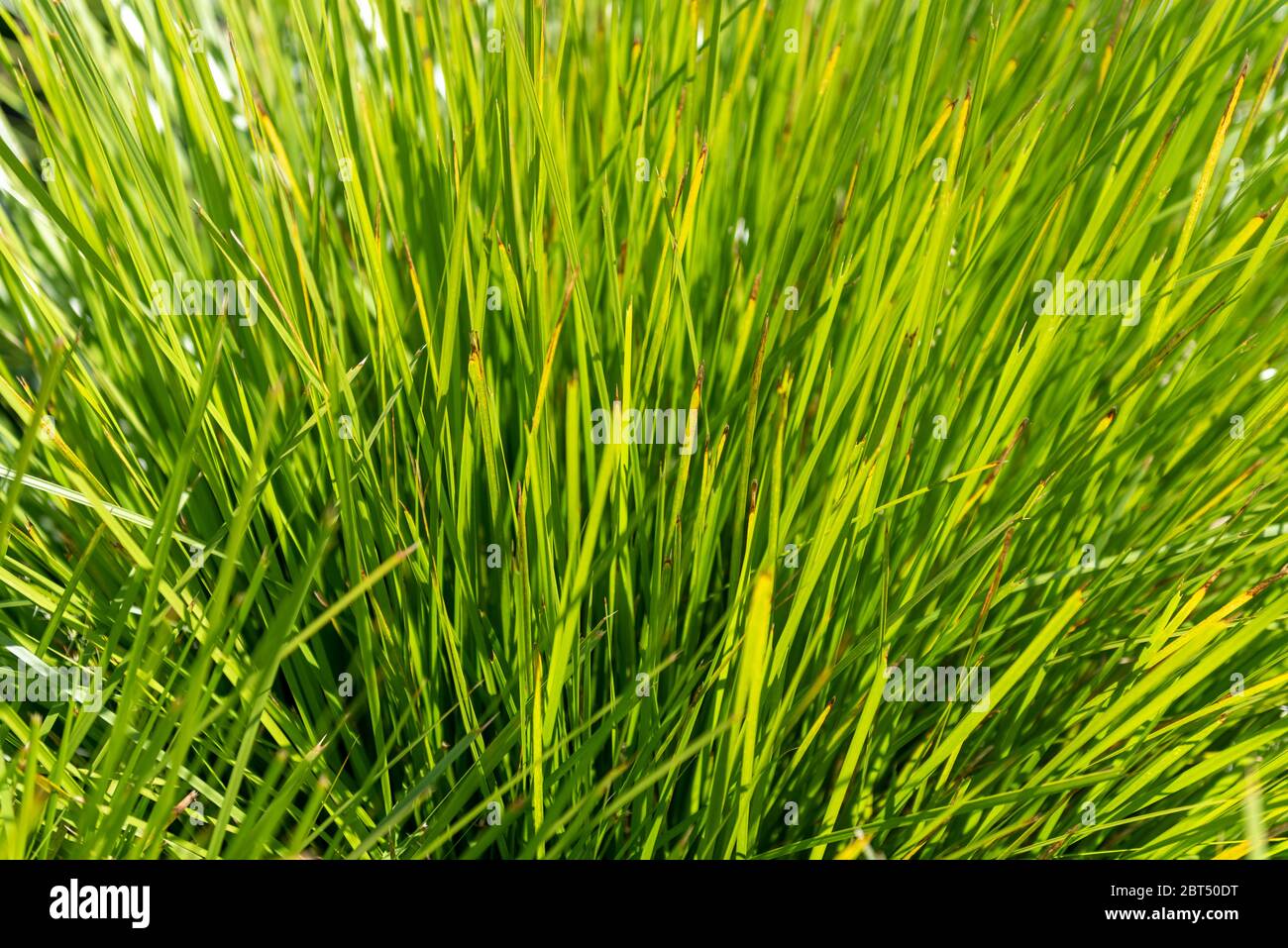 Close up of grass in shades of green and gold in the sunlight Stock Photo