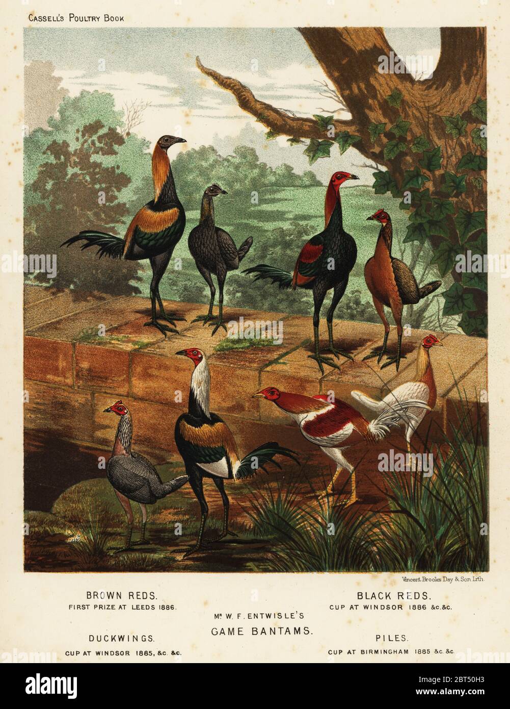 Game bantams hi-res stock photography and images - Alamy
