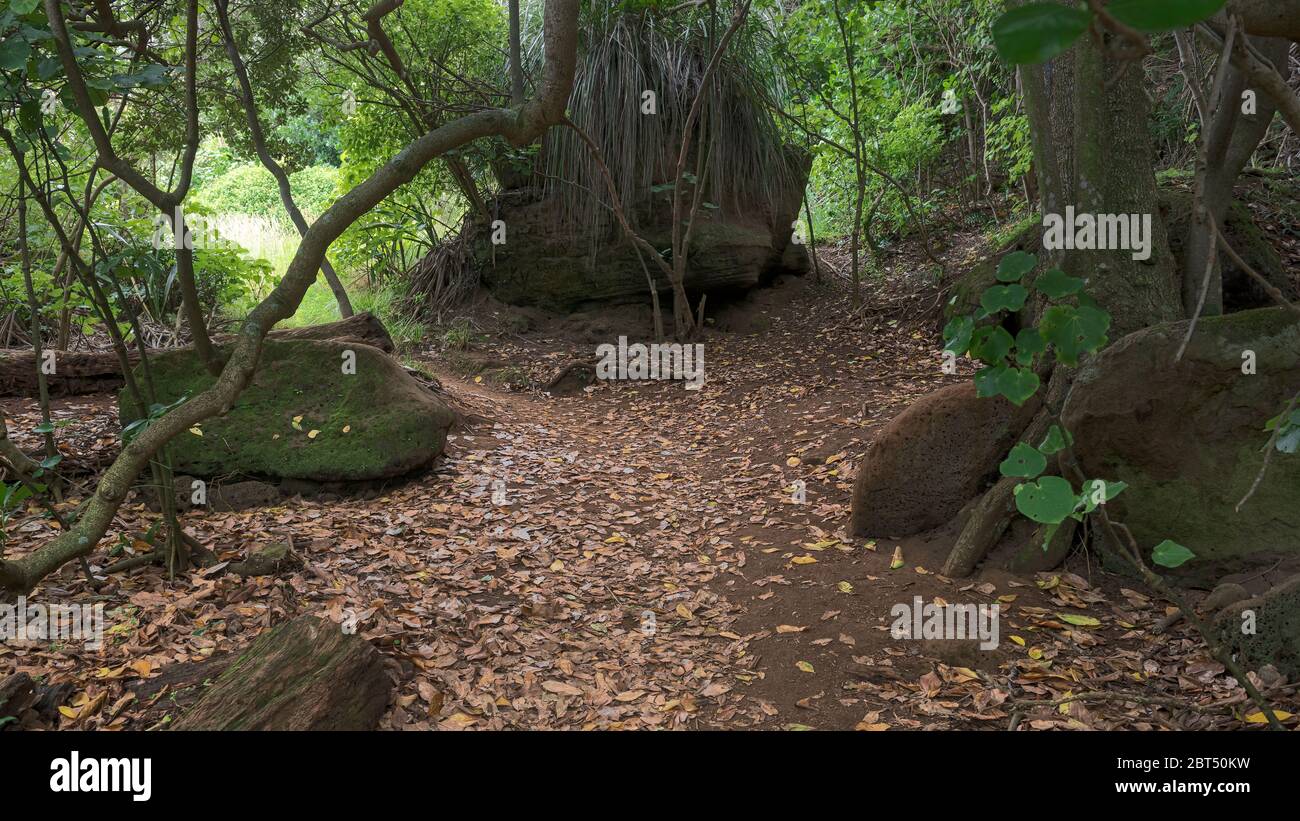 Leafy path in the shade under a forest canopy Stock Photo