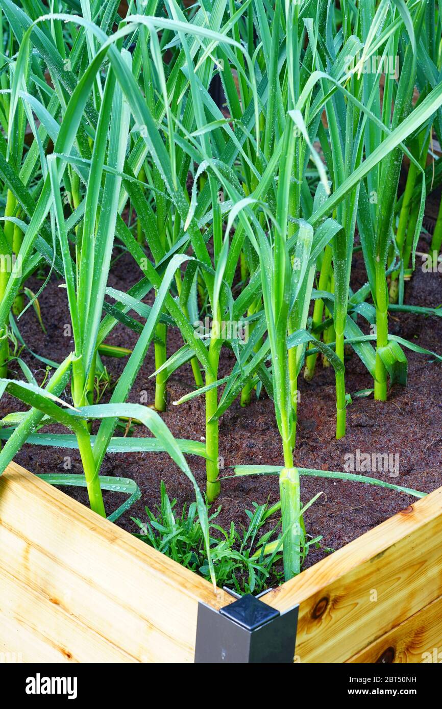 Garlic stalks growing in a raised bed Stock Photo Alamy