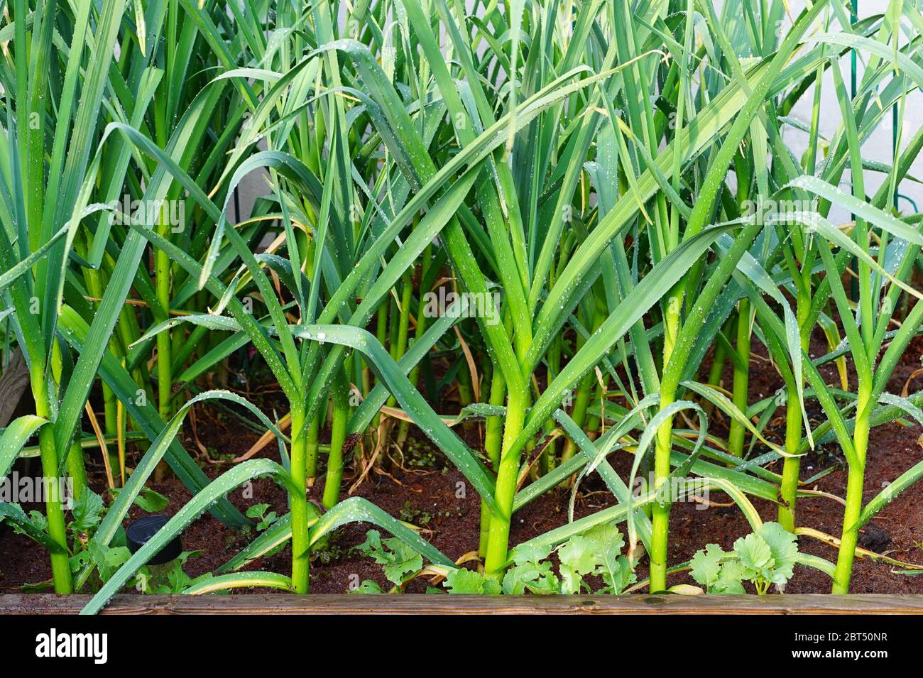 Garlic stalks growing in a raised bed Stock Photo Alamy