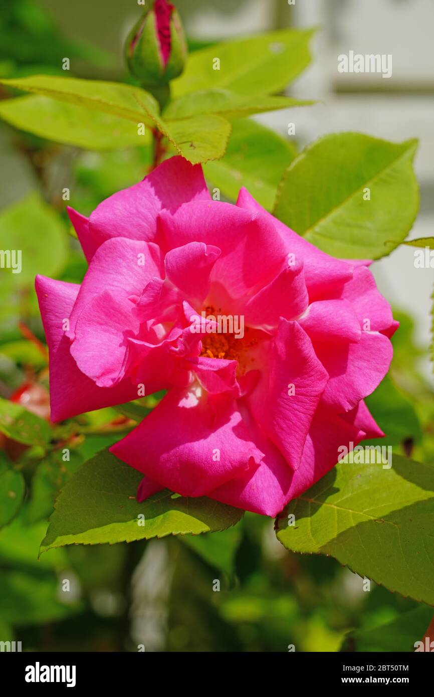 Fragrant pink blooms of the heirloom Zephirine Drouhin climbing rose Stock Photo