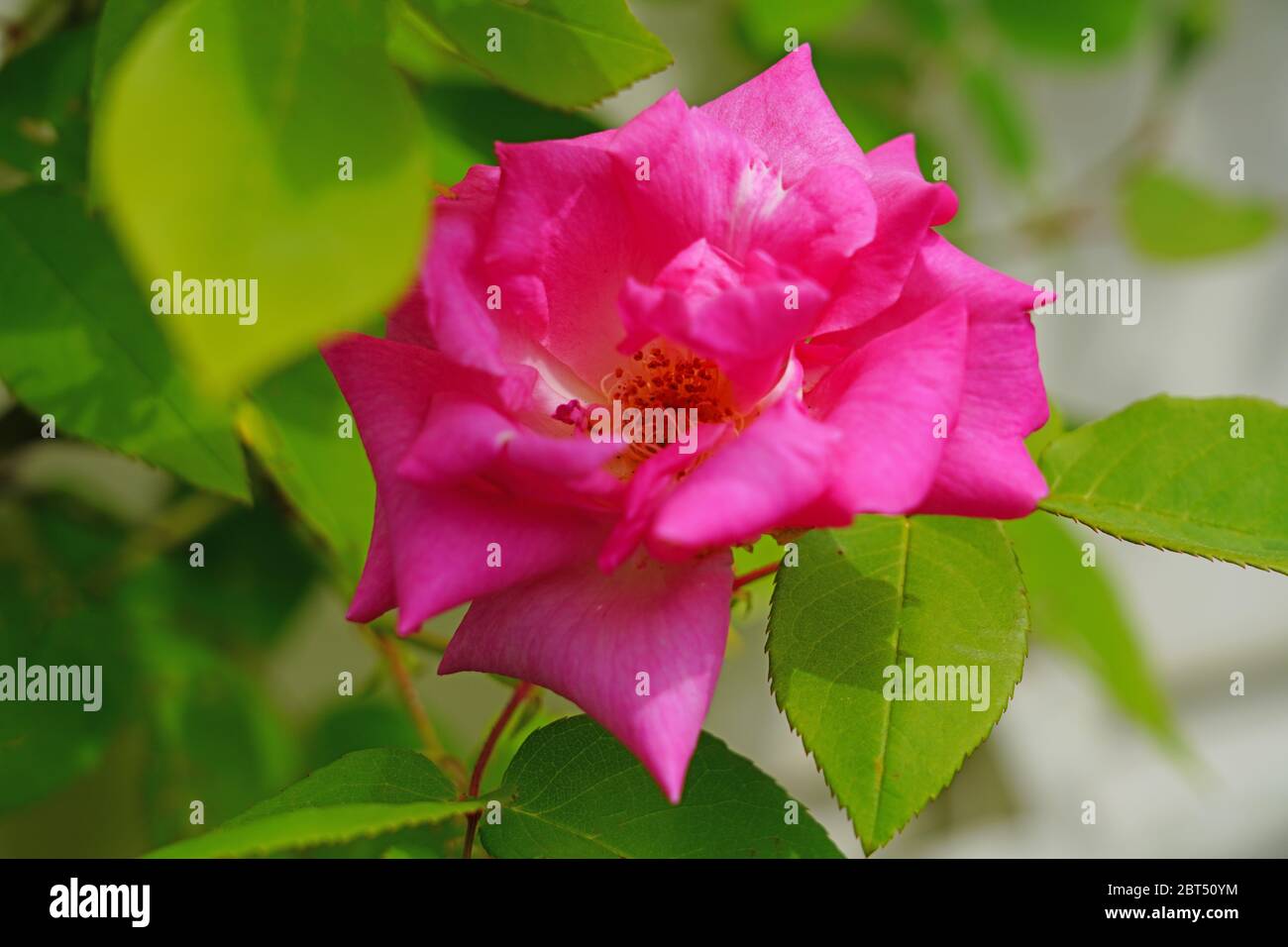 Fragrant pink blooms of the heirloom Zephirine Drouhin climbing rose Stock Photo