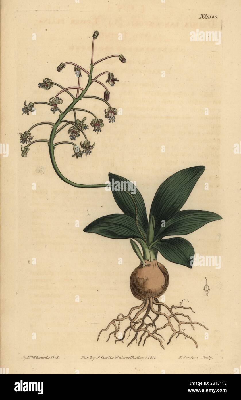 South Indian squill, Ledebouria revoluta (Lesser plain-leaved drimia, Drimia lanceaefolia). Handcoloured copperplate engraving by F. Sansom after an illustration by Sydenham Edwards from William Curtis' The Botanical Magazine, London, 1811. Stock Photo