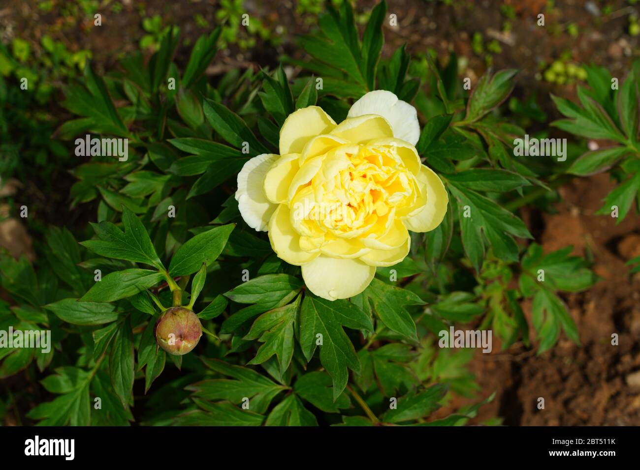 Yellow flower of a Bartzella Itoh peony plant, a cross between a tree peony and herbaceous peony Stock Photo