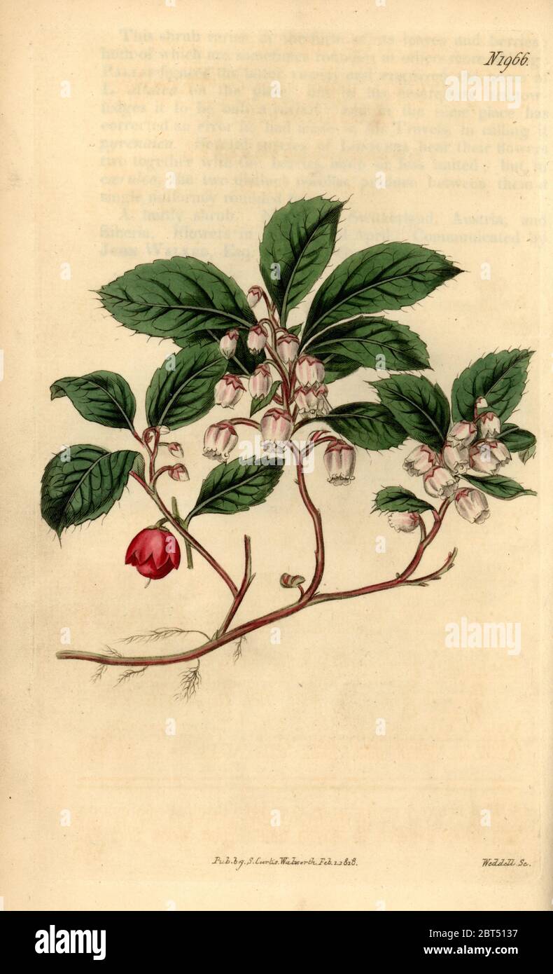 Eastern teaberry, checkerberry, boxberry or American wintergreen ...