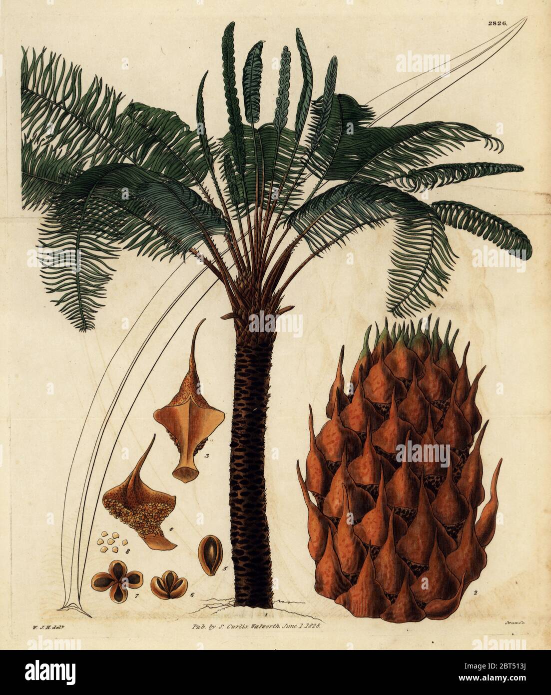 Queen sago or broad-leaved cycas, Cycas circinalis. Endangered. Handcoloured copperplate engraving by Swan after an illustration by William Jackson Hooker from Samuel Curtis' Botanical Magazine, London, 1828. Stock Photo