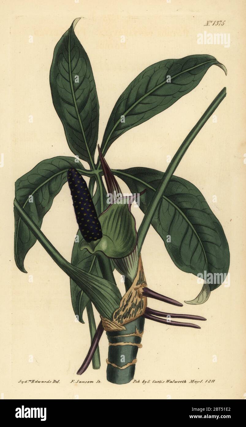 Anthurium palmatum (Five-leaved pothos, Pothos pentaphylla). Handcoloured copperplate engraving by F. Sansom after an illustration by Sydenham Edwards from William Curtis' The Botanical Magazine, London, 1811. Stock Photo