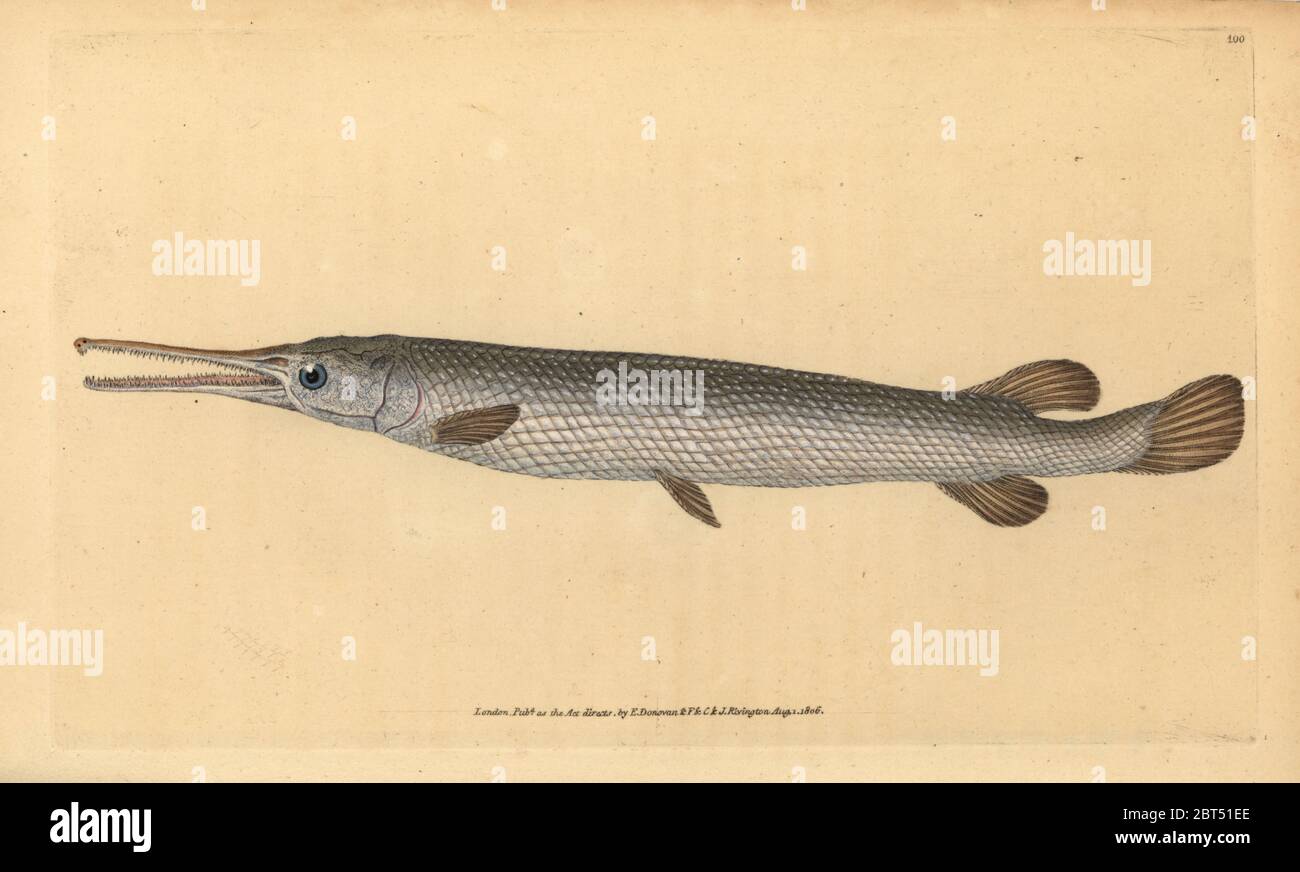 Longnose gar, Lepisosteus osseus (Osseus gar fish, Esox osseus). Handcoloured copperplate drawn and engraved by Edward Donovan from his Natural History of British Fishes, Donovan and F.C. and J. Rivington, London, 1802-1808. Stock Photo