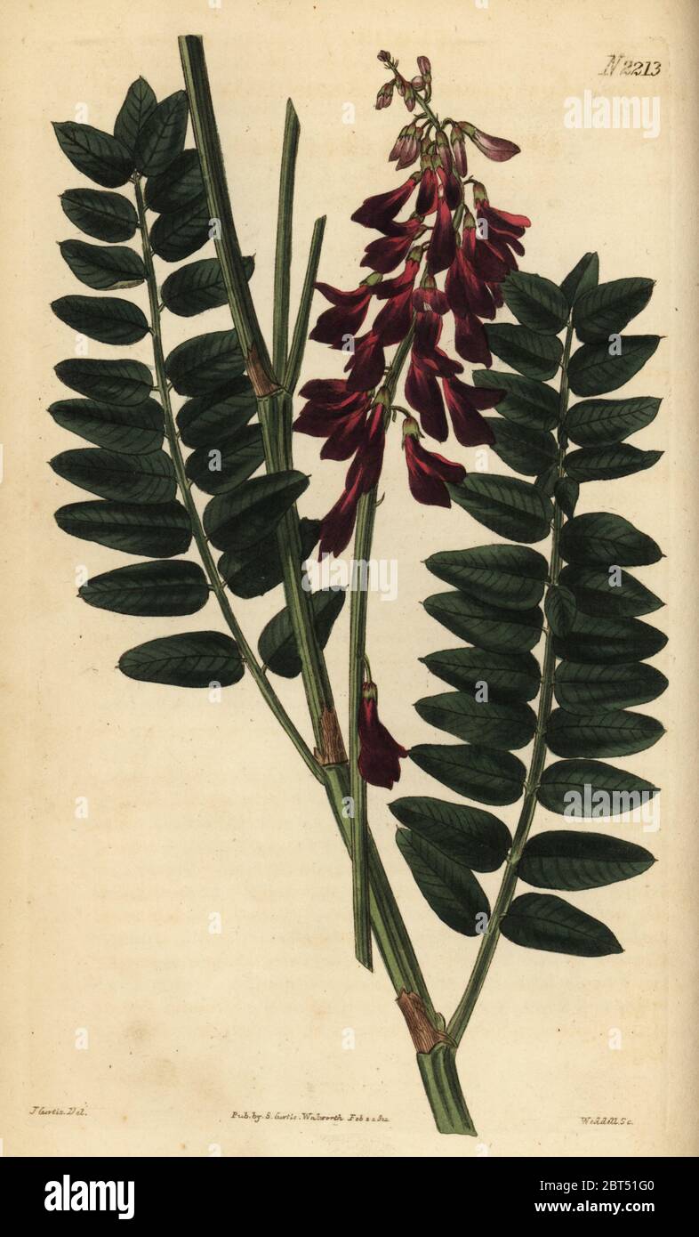Alpine sweetvetch, Hedysarum alpinum. Handcoloured copperplate engraving by Weddell after an illustration by John Curtis from Samuel Curtis' Botanical Magazine, London, 1821. Stock Photo