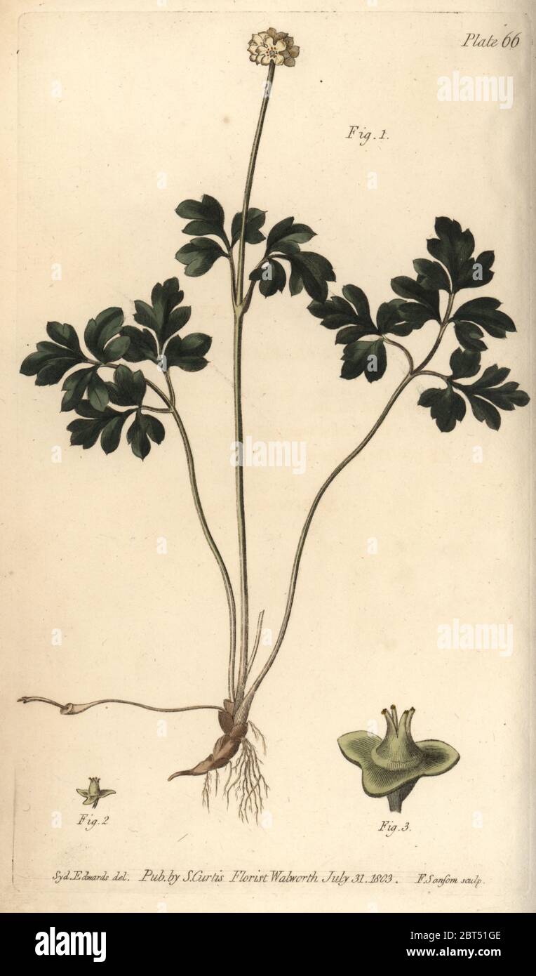 Muskroot, Adoxa moschatellina, Tetragynia, flower 1 and pistilla 2,3. Handcoloured copperplate engraving by F. Sansom of a botanical illustration by Sydenham Edwards for William Curtis' Lectures on Botany, as delivered in the Botanic Garden at Lambeth, 1805. Stock Photo