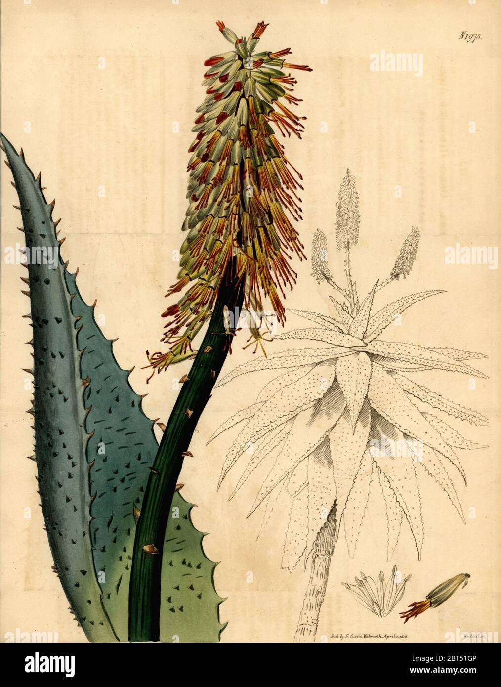 Cape aloe, Aloe ferox. Handcoloured copperplate engraving by Weddell from Samuel Curtis' Botanical Magazine, London, 1818. Stock Photo