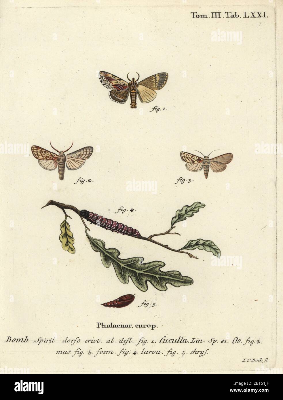 Maple prominent, Ptilodon cucullina 1 and heart moth, Dicycla oo 2-5. Phalaena Bombyx cuculla. Handcoloured copperplate engraving by Johann Carl Bock from Eugenius Johann Christoph Espers Die Schmetterlinge in Abbildungen nach der Natur, Erlangen, 1786. Stock Photo