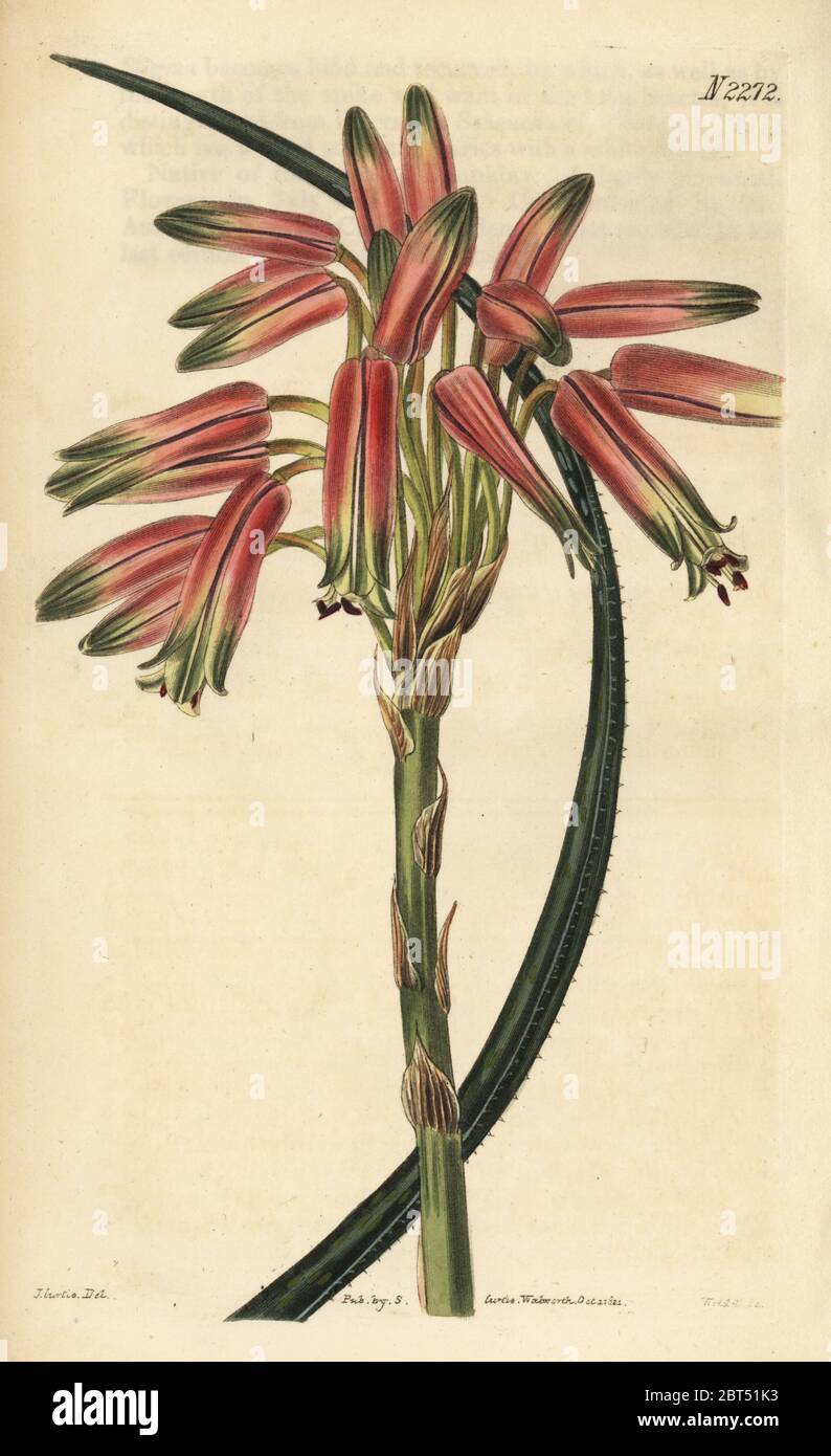 Small-spined aloe, Aloe micracantha (Aloe microcantha). Handcoloured copperplate engraving by Weddell after an illustration by John Curtis from Samuel Curtis' Botanical Magazine, London, 1822. Stock Photo