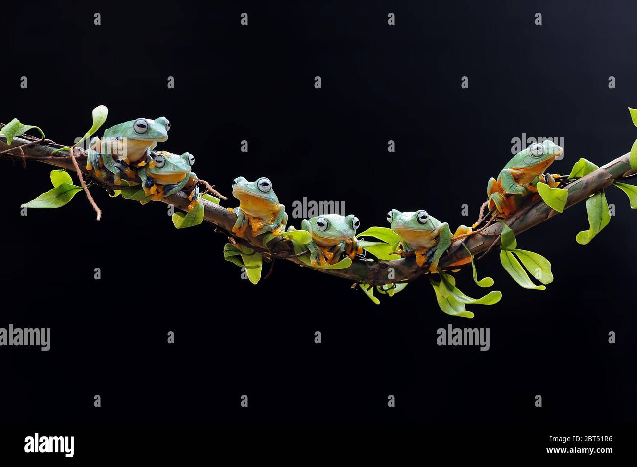 Row of dumpy tree frogs on a branch, Indonesia Stock Photo