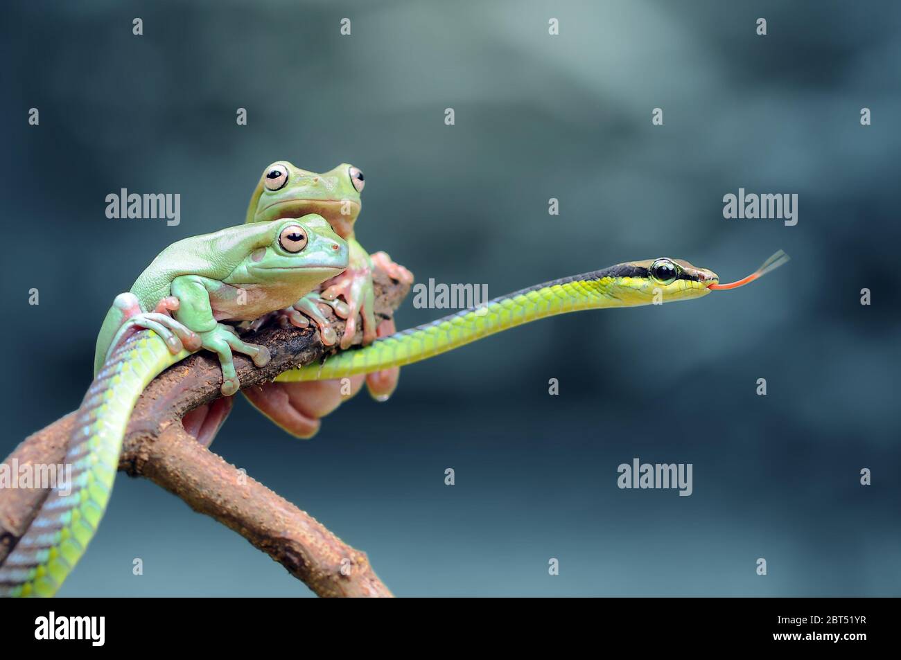 Two dumpy tree frogs and a green tree snake on a branch, Indonesia Stock Photo
