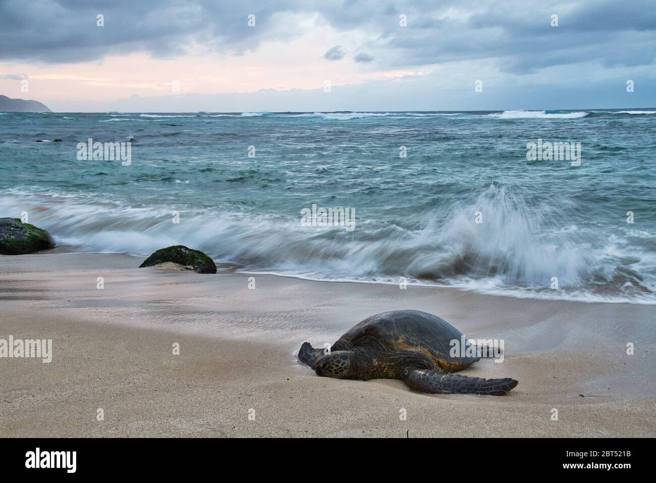 Waves Splattering on a Hawaiian Green Sea Turtle Stock Photo