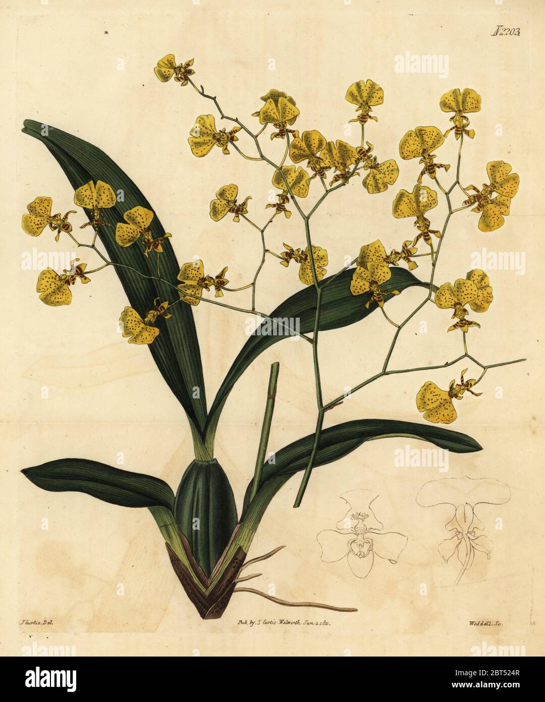 Gomesa orchid, Gomesa flexuosa (Oncidium flexuosus). Handcoloured copperplate engraving by Weddell after an illustration by John Curtis from Samuel Curtis' Botanical Magazine, London, 1821. Stock Photo