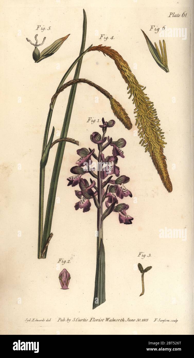 Purple orchid, Orchis mascula, Gynandria, 1-3, and sedge grass, Carex hirta, Monoecia, 4-6. Handcoloured copperplate engraving by F. Sansom of a botanical illustration by Sydenham Edwards for William Curtis' Lectures on Botany, as delivered in the Botanic Garden at Lambeth, 1805. Stock Photo
