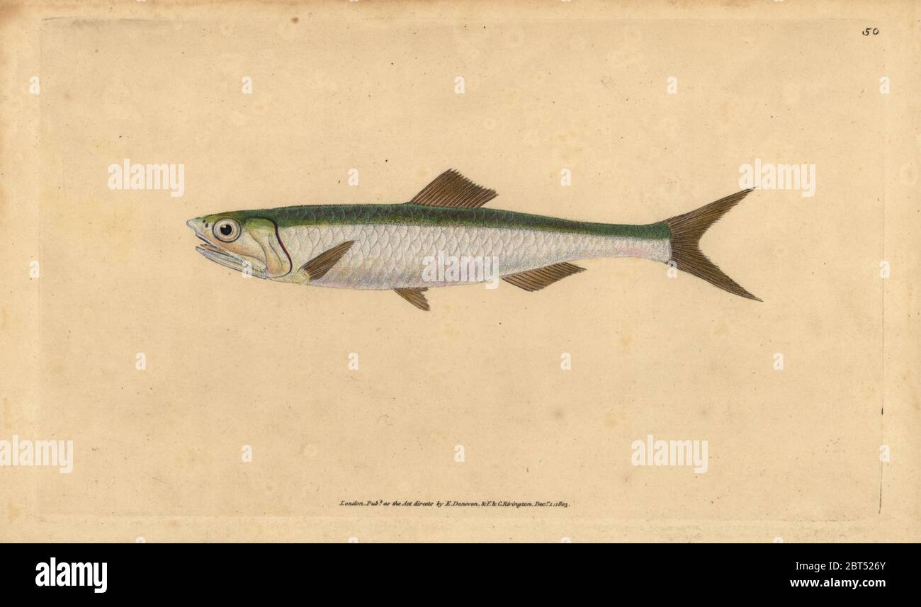 European anchovy, Engraulis encrasicolus (Anchovy, Clupea encrasicolus). Handcoloured copperplate drawn and engraved by Edward Donovan from his Natural History of British Fishes, Donovan and F.C. and J. Rivington, London, 1802-1808. Stock Photo