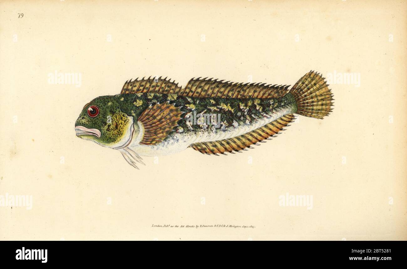 Shanny, Lipophrys pholis (Smooth blenny, Blennius pholis). Handcoloured copperplate drawn and engraved by Edward Donovan from his Natural History of British Fishes, Donovan and F.C. and J. Rivington, London, 1802-1808. Stock Photo