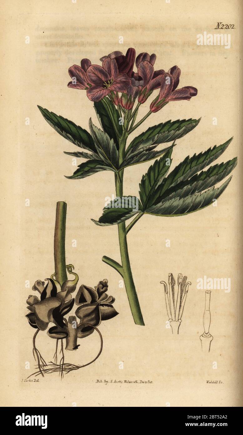 Five-leaflet bitter-cress or showy toothwort, Cardamine pentaphyllos (Dentaria pentaphyllos). Handcoloured copperplate engraving by Weddell after an illustration by John Curtis from Samuel Curtis' Botanical Magazine, London, 1821. Stock Photo