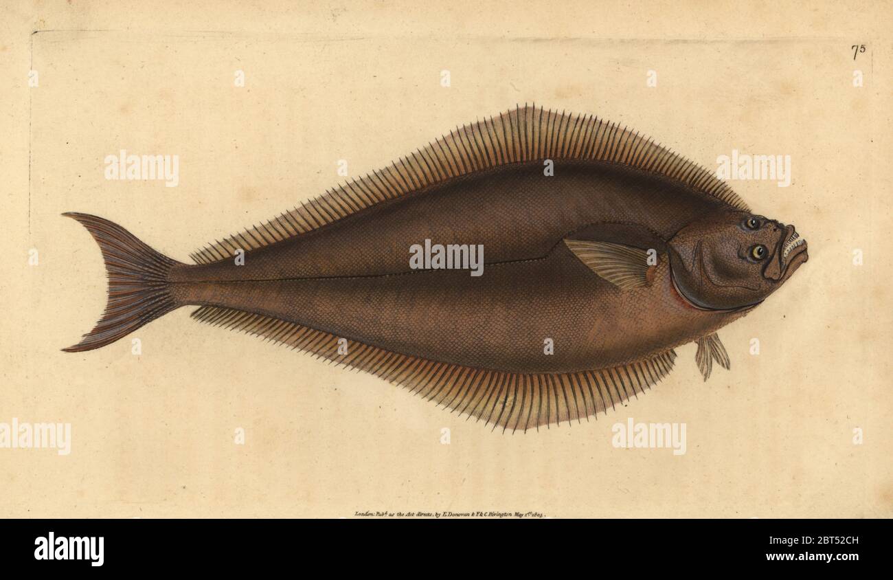 Atlantic halibut, Hippoglossus hippoglossus. Endangered. (Holibut, Pleuronectes hippoglossus). Handcoloured copperplate drawn and engraved by Edward Donovan from his Natural History of British Fishes, Donovan and F.C. and J. Rivington, London, 1802-1808. Stock Photo