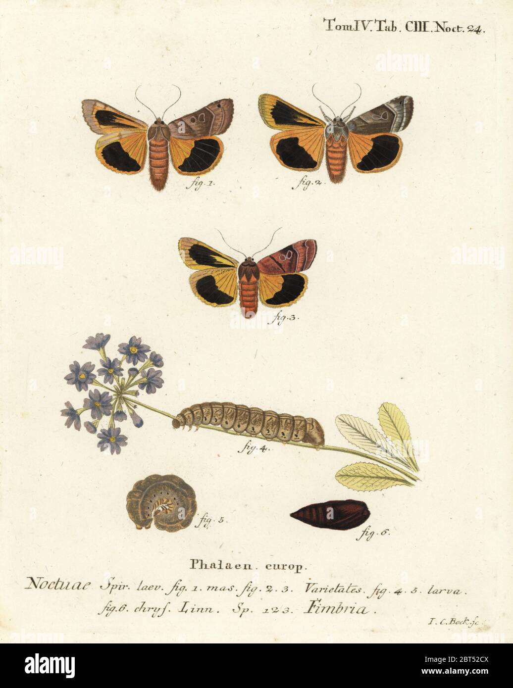 Broad-bordered yellow underwing, Noctua fimbriata. Handcoloured copperplate engraving by Johann Carl Bock after Eugenius Johann Christoph Espers Die Schmetterlinge in Abbildungen nach der Natur, Erlangen, 1786. Stock Photo