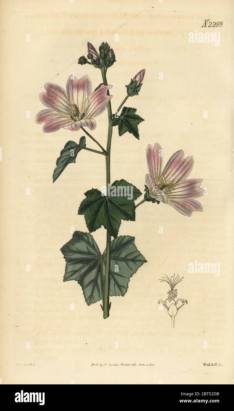 Australian hollyhock or native hollyhock, Malva preissiana (Mallow-like lavatera, Lavatera plebeia), Handcoloured copperplate engraving by Weddell after an illustration by John Curtis from Samuel Curtis' Botanical Magazine, London, 1822. Stock Photo