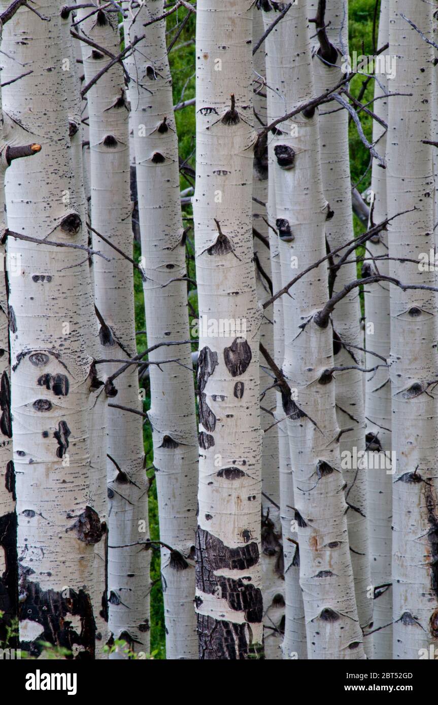 Quaking Aspen (Populus tremuloides) trunks in central Colorado Stock Photo