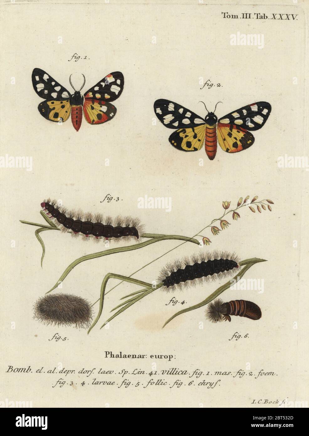 Cream-spot tiger moth, Epicallia villica. Phalaena villica. Handcoloured copperplate engraving by Johann Carl Bock from Eugenius Johann Christoph Espers Die Schmetterlinge in Abbildungen nach der Natur, Erlangen, 1786. Stock Photo