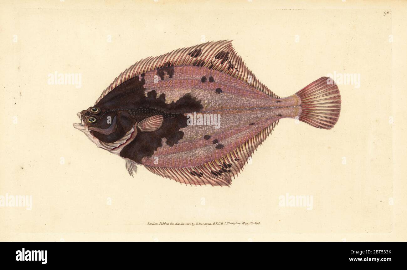 European flounder, Platichthys flesus (Flounder, Pleuronectes flesus