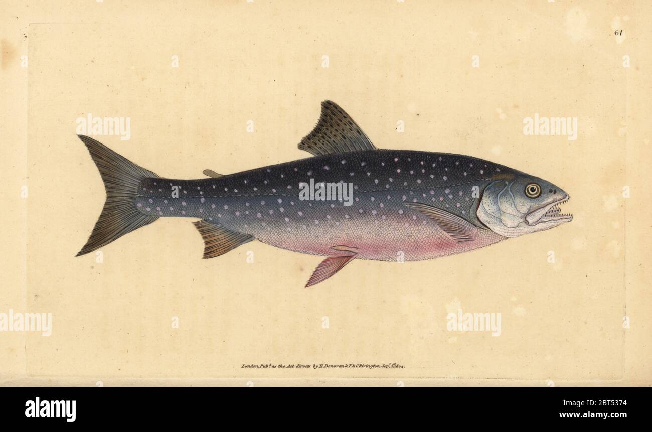 Arctic char, Salvelinus alpinus alpinus (Alpine salmon, Salmo alpinus). Handcoloured copperplate drawn and engraved by Edward Donovan from his Natural History of British Fishes, Donovan and F.C. and J. Rivington, London, 1802-1808. Stock Photo