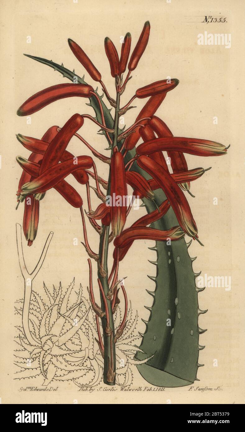 Aloe humilis (Apple-green leaved aloe, Aloe virens). Handcoloured copperplate engraving by F. Sansom after an illustration by Sydenham Edwards from William Curtis' The Botanical Magazine, London, 1811. Stock Photo