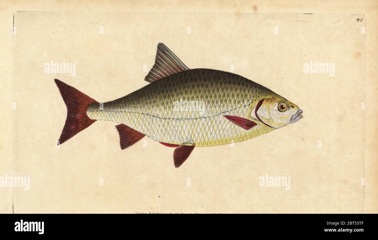 Rudd, Scardinius erythrophthalmus (Red eye, Cyprinus erythrophthalmus ...