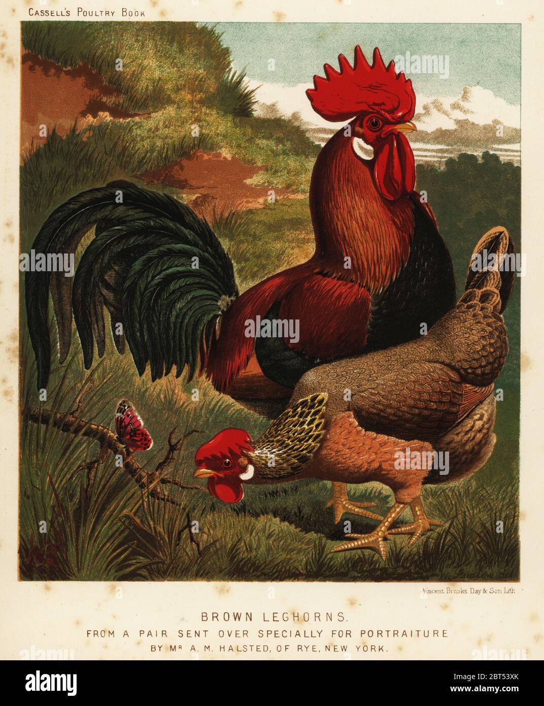 Brown leghorns or Livorno chickens, Gallus gallus domesticus. Chromolithograph by Vincent Brooks Day & Son after an illustration by J.W. Ludlow from Lewis Wrights The Illustrated Book of Poultry, Cassell, London, 1890. Stock Photo