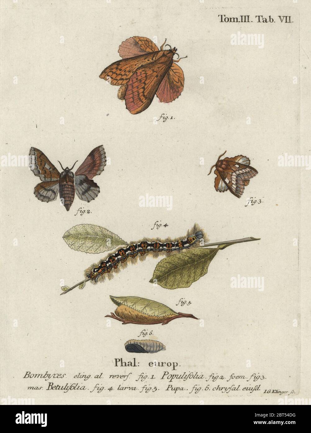 Poplar lappet, Gastropacha populifolia, and small lappet, Phyllodesma ilicifolia, larva, pupa, chrysalis. Stock Photo